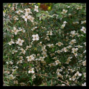 Philadelphus maculatus 'Sweet Clare' (AGM) 7.5L