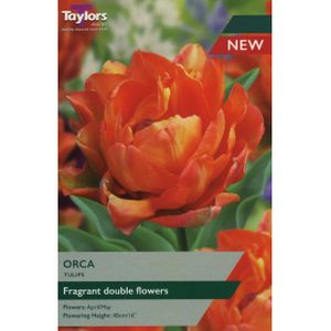 Taylors Tulip Orca