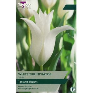 Taylors Tulip White Triumphator