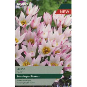 Taylors Tulip Hilde