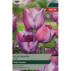 Taylors Tulip Blue Heaven