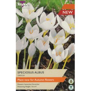 Taylors Crocus Speciosus Albus