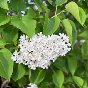 Syringa vulgaris 'Alba' 3L