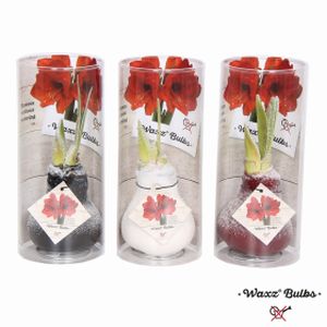 Taylors Amaryllis Waxed Snow Mix