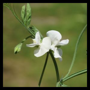 Lathyrus latifolius 'White' 3L