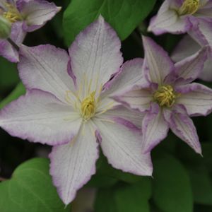 Clematis 'Lucky Charm' 2L