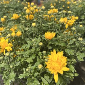 Chrysanthemum 'Brancrown Yellow' 3L