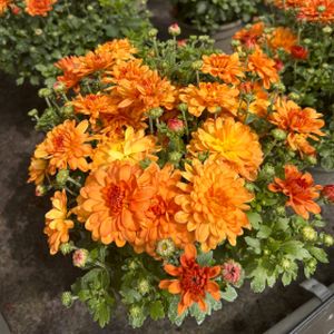 Chrysanthemum 'Branbeach Orange' 3L