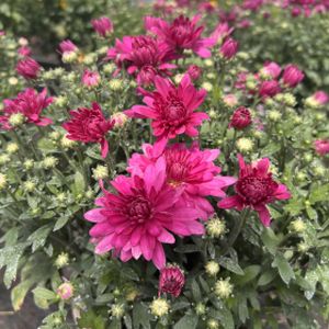 Chrysanthemum 'Branangel Pink' 3L