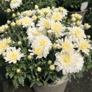 Chrysanthemum 'Branangel White' 3L