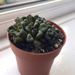 Lithops 'Sierra' (8.5cm Pot)