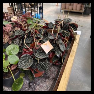 Peperomia 'Chocolat' (12cm Pot)