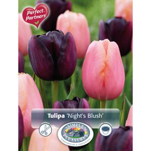 Simple Tulipa Night'S Blush