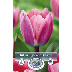 Simple Tulipa Darwin Hybrid Light And Dreamy