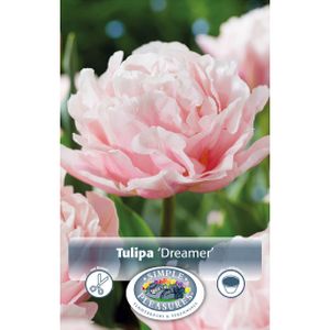 Simple Tulipa Double Early  Dreamer