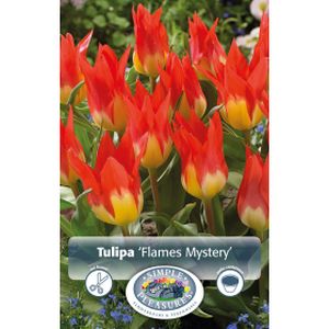 Simple Tulipa Fosteriana  Flames Mystery