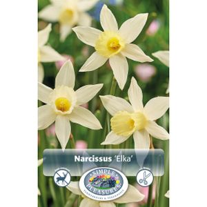 Simple Narcissus Specie  Elka