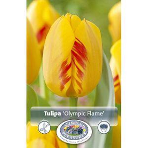 Simple Tulipa Darwin Hybrid Olympic Flame