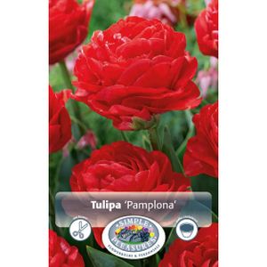 Simple Tulipa Double Early  Pamplona