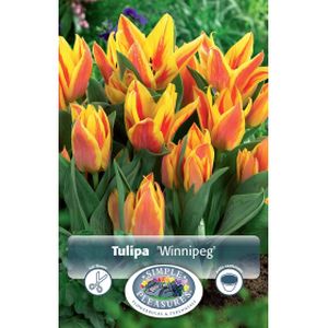 Simple Tulipa Greigii  Winnipeg