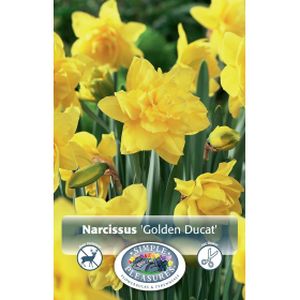 Simple Narcissus Double  Golden Ducat