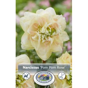 Simple Narcissus Double  Pom Pom Rose