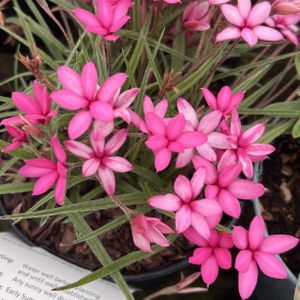 Rhodohypoxis baurii 'Mars' 1L