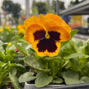 Pansy Flame Multi-Pack