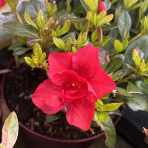 Azalea Rhododendron 'Encore Autumn Fire' 3L