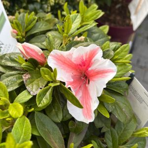 Azalea Rhododendron 'Encore Autumn Starburst' 3L