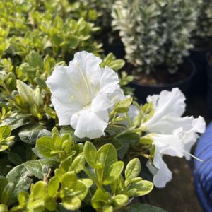 Azalea Rhododendron 'Encore Pure White' 3L