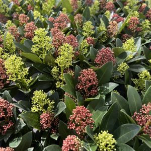 Skimmia japonica 'Double Diamond' (10.5cm Pot)