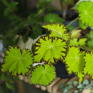 Begonia foliage 'Lime Fever' (13cm Pot)