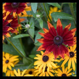 *Rudbeckia 'Rudy Double Rose Yellow' 2L