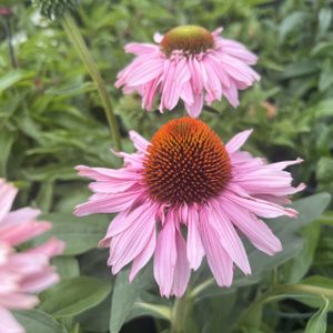 Echinacea Sunseekers 'In Tanz Blush' 3L