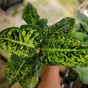 Dieffenbachia 'Reflector' (24cm Pot)