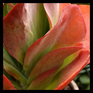 Kalanchoe luciae 'Flapjack' (10.5cm Pot)