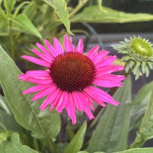 Echinacea 'Sunseekers 'Hot Pink' 3L