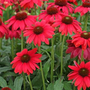 Echinacea 'Red' 2L