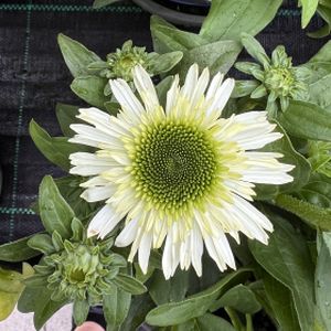 Echinacea 'Delicious Nougat' 2L