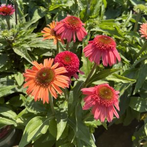 Echinacea 'Double Orange Red' 2L