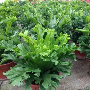 Asplenium antiquum Leslie (12cm Pot)