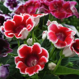 Sinningia (syn. Gloxinia) Red (13cm Pot)