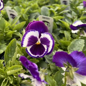 Pansy Big Evo Violet White Multi-Pack