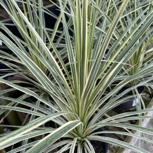 Cordyline 'Lime Passion' 1.5L