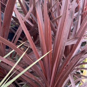 Cordyline 'Red Star' 1.5L