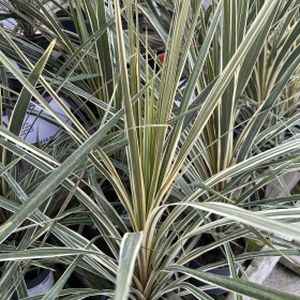 Cordyline 'Torbay Dazzler' 1.5L