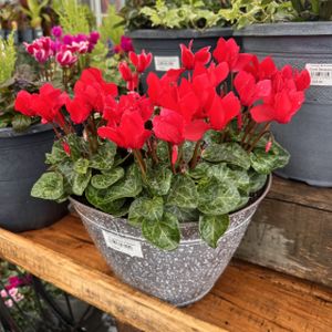 Planted Arrangement - Cyclamen (12 inch)