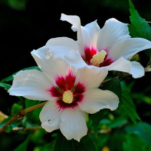 Hibiscus syriacus 'French Point' 3L