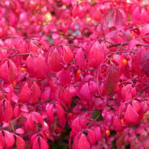 Euonymus alatus 'Compactus' (AGM) 18L